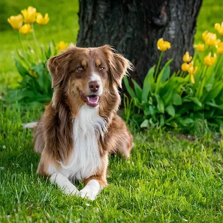 In Nahe Harzwald, Cleaning Included Daire *